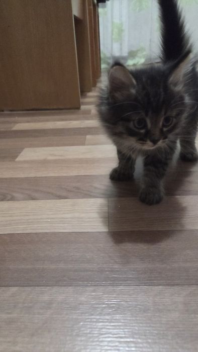 Отдам котят пушистиков