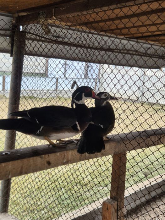 Утки Каролинки..