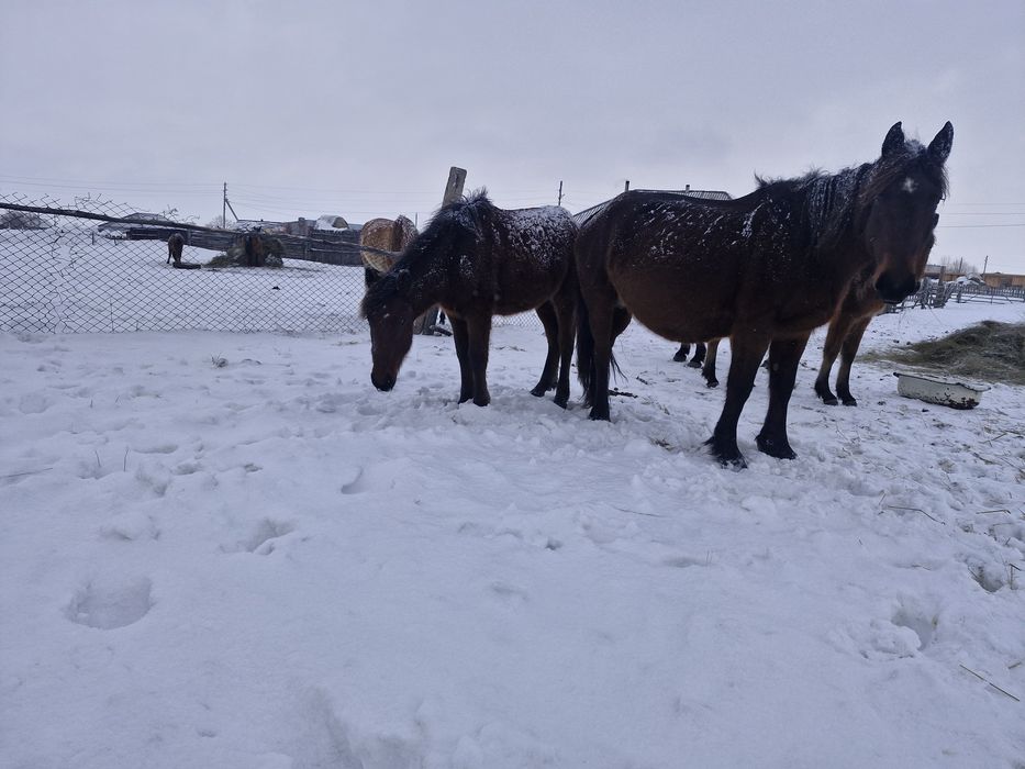 Продам кобылу и жеребенок