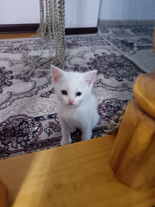 Скотш страйт хамда скотш фолд мушукчалар бор 2 ойлик