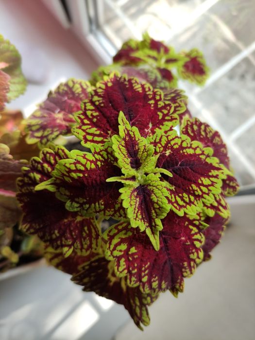 Колеус цветок оригинальный