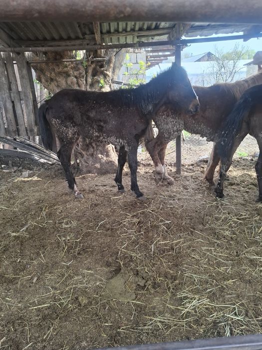Жорга Жабағылар сатылады