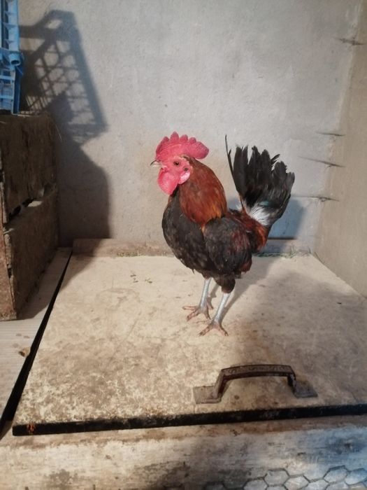 Продам карликовая петушка