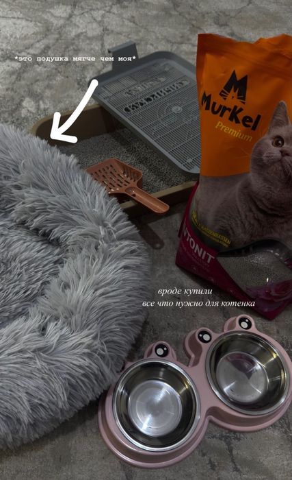 Отдам котенка бесплатно