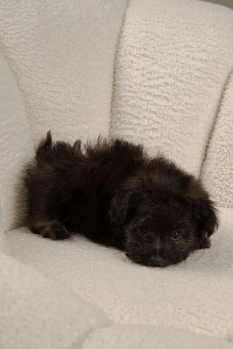 Мальтипу шикарные щенки