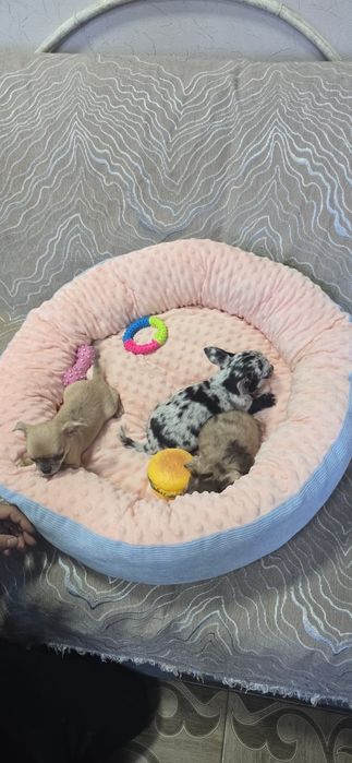 Красивые малыши Чихуахуа