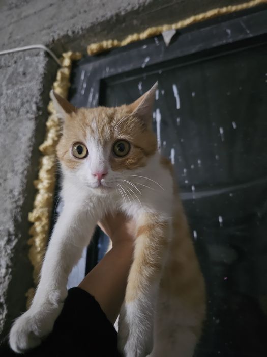 Mushuk bolachasi 6 oylik xadiyaga beriladi