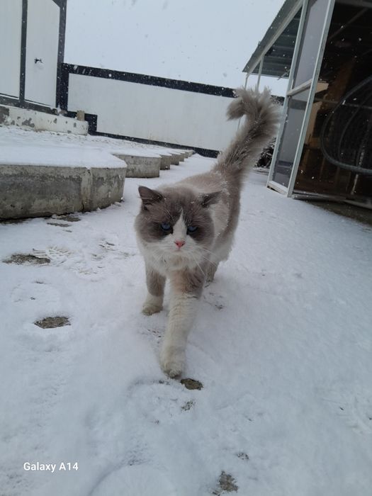 Продаётся Регдоллы!!!