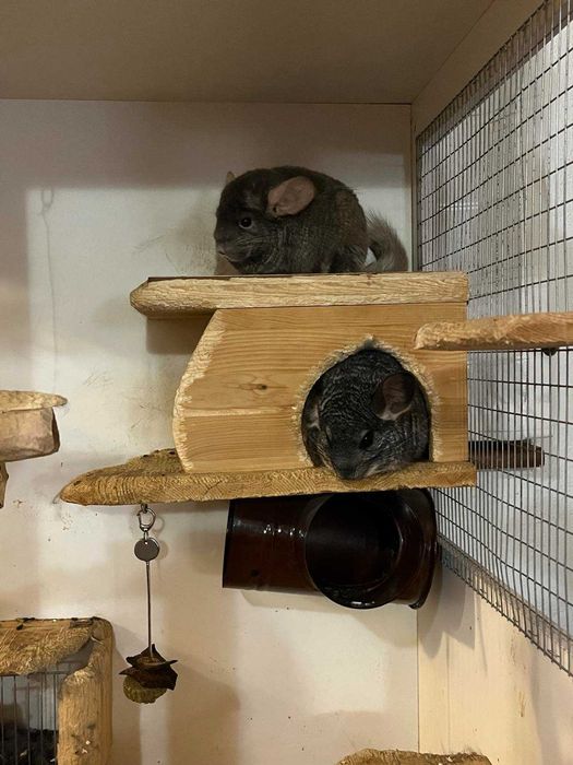 Двойка чинчили с клетка