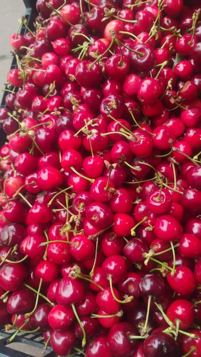Vând cireșe dulcii