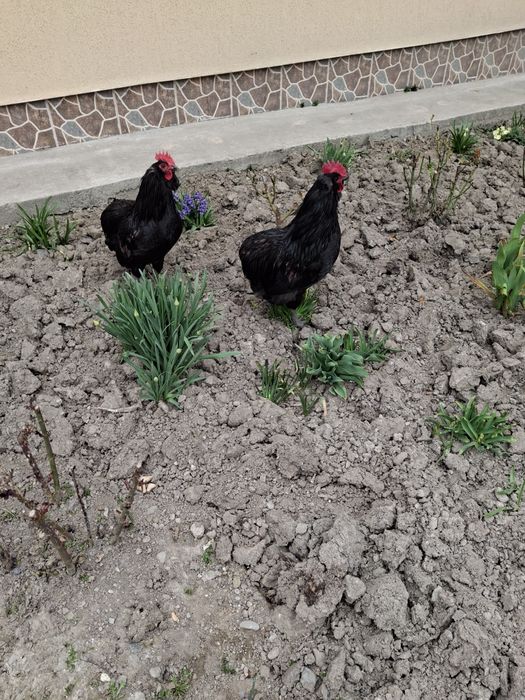 Vând cocoș Araucana