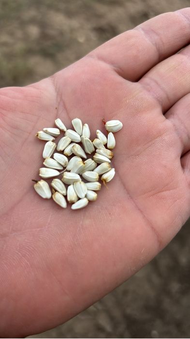 Продам сафлор на корма