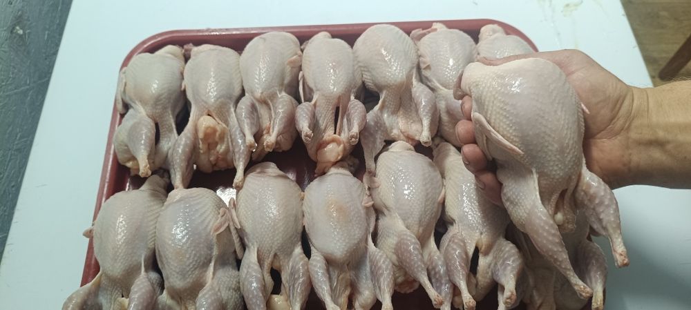 Продам мясо перепелов