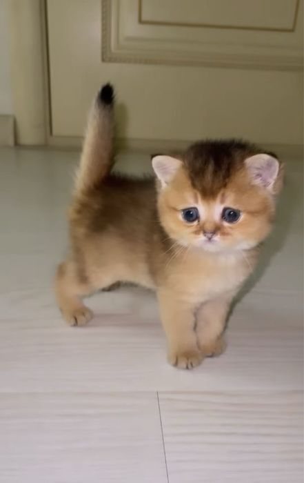 Кошка Шиншилла фолд