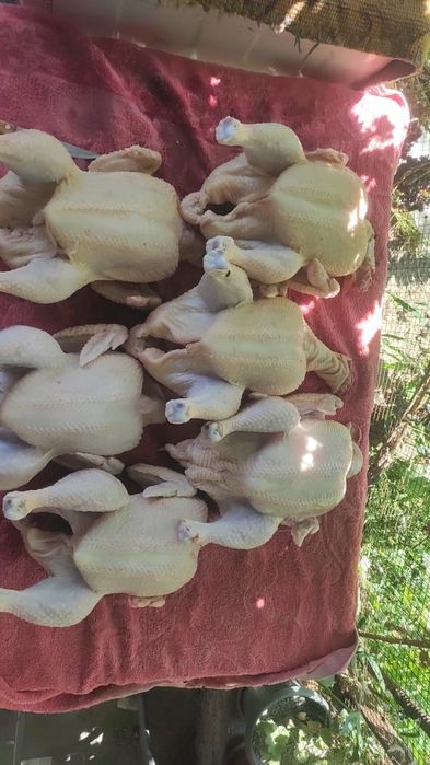 Продам мясо бройлеров