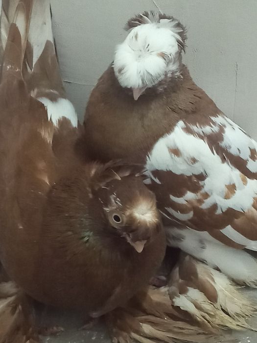 Продаётся пара чини двухчубые