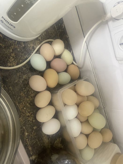 Продам домашних курей