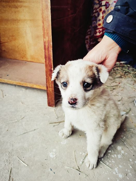 Кучукча топиб олдим, мехрибон инсонларга бераман