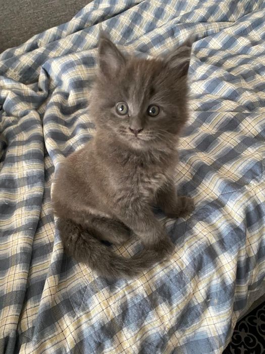Продается котенок Мейн-кун