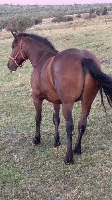 Vând cal cu vărsat de 3 ani