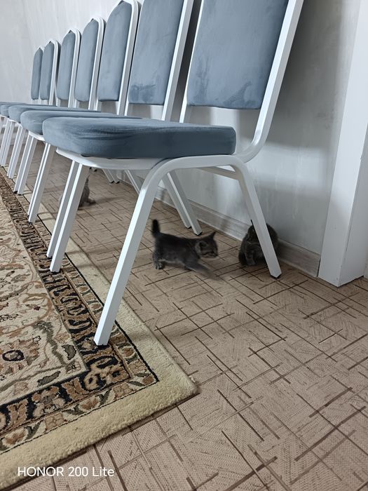 Котята. Даром. Есть доставка.