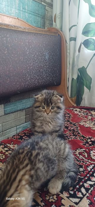 Отдам котят в добрые руки