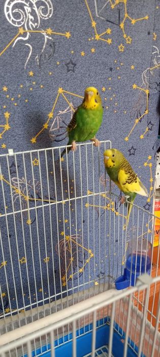 Продам волнистых попугаев