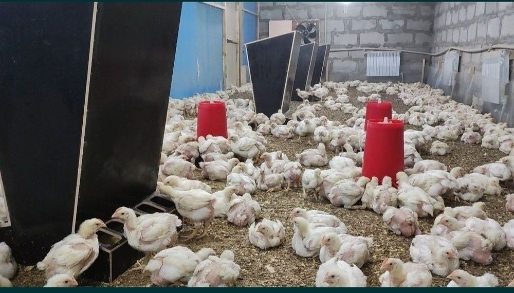 Бройлер кур тауық тушки или живым весом мясо птицы