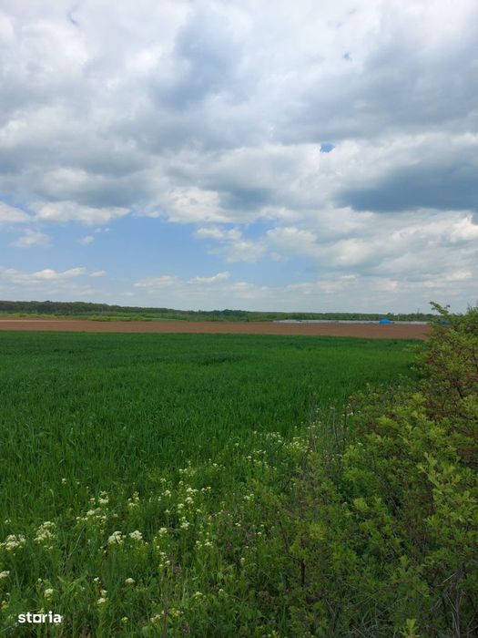 Scroviștea, Intravilan, 3,5 Ha – 75 Ml Front Stradal + 75 Ml La Pădure