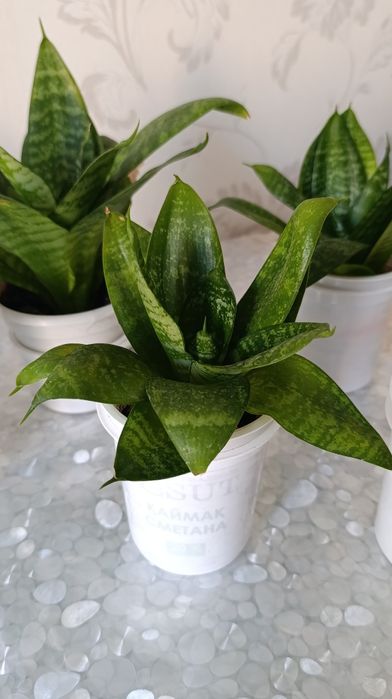 Комнатные растения. Сансевиерия