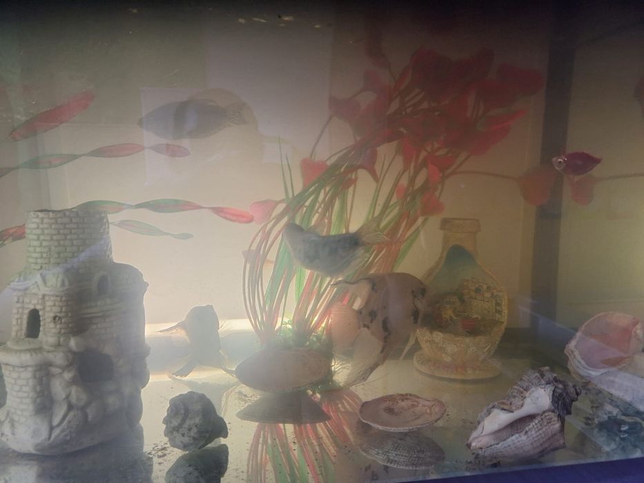 Продается аквариум с рыбками!