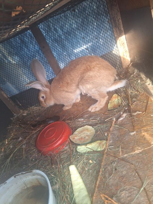 Vând iepure urasi german rosu