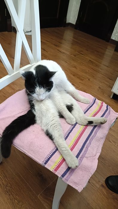 Отдадим кота, в добрые руки