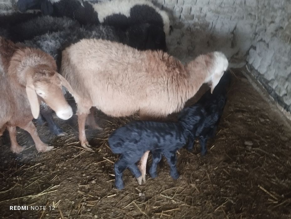 Egizak bolali qo'y soyiladi