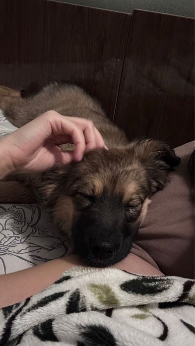 Отдам щенка, девочка, дворняжка