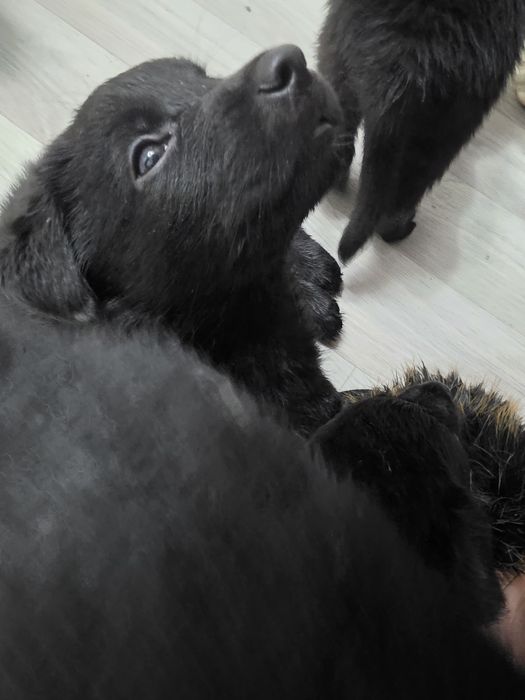 Продаются щенки метисы