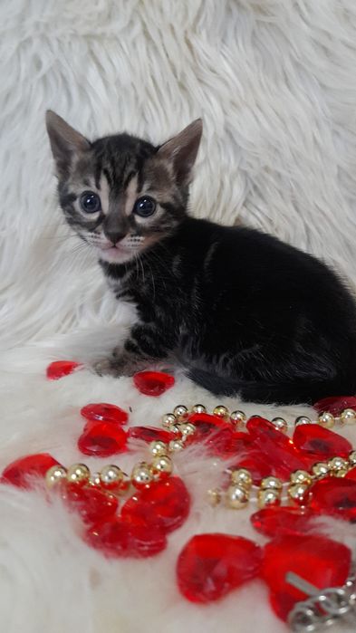 Продам бенгальских котят