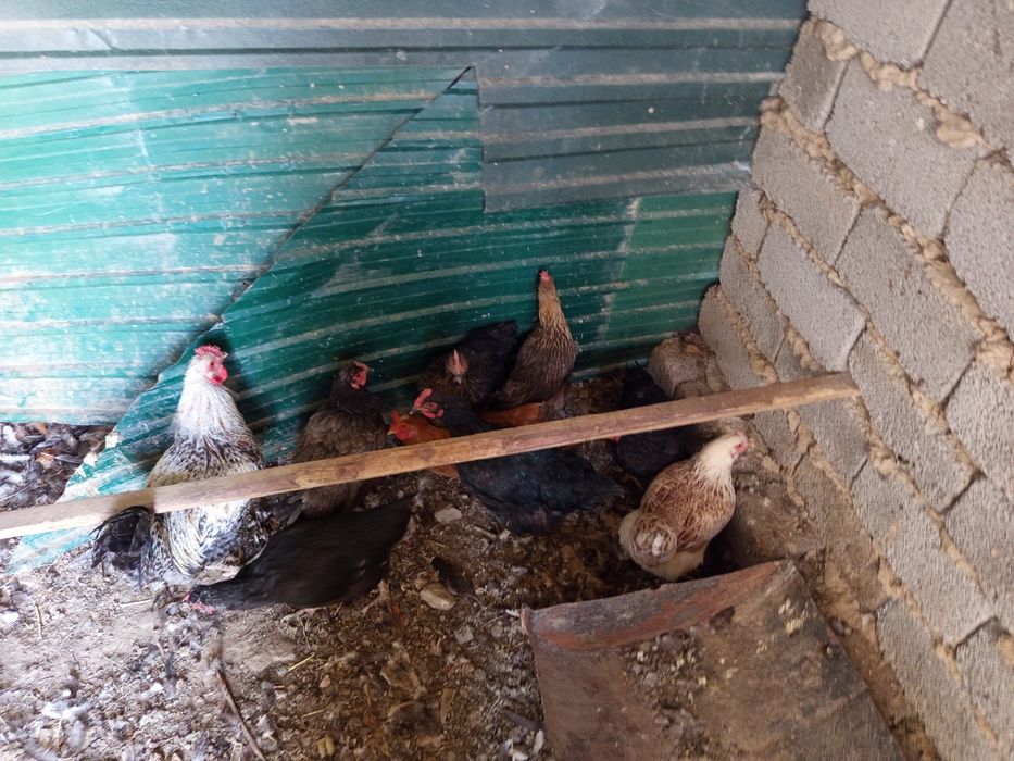 курица и петух домашние