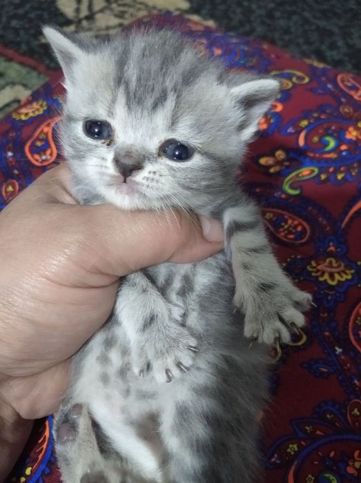 Скотиш страйт котята