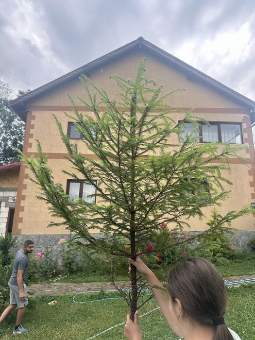 Brazi pentru evenimente / Crengi pentru nunta
