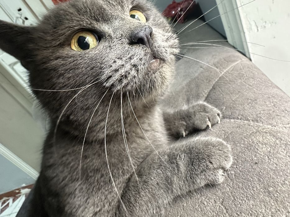 Сотилади кошка британская