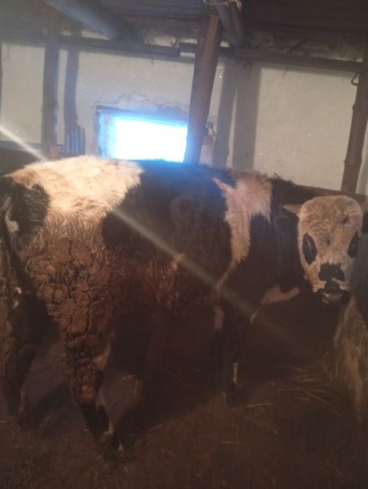 Продам три быка с откорма упитанныйе