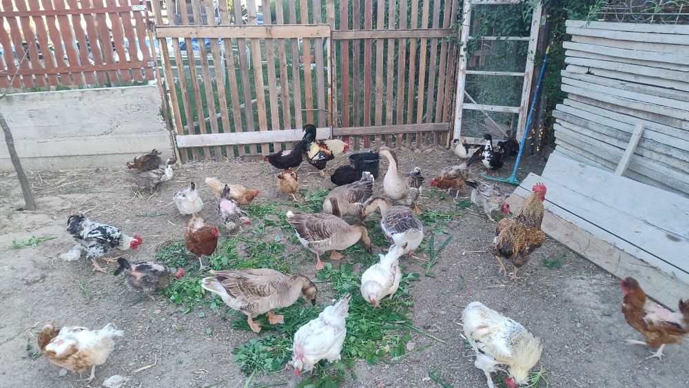 Gâște și găini de vânzare.