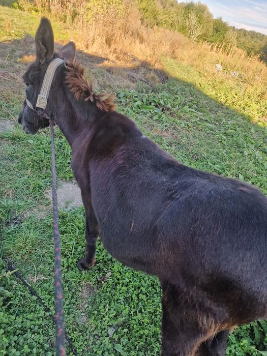 Vând magarita foarte blanda cuminte nu mușca nu da cu picoarele