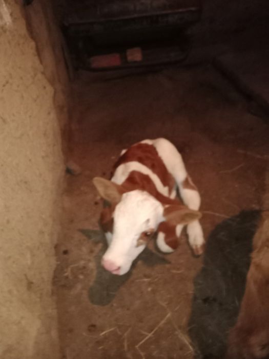 Бұзаулы сиыр сатылады!!!