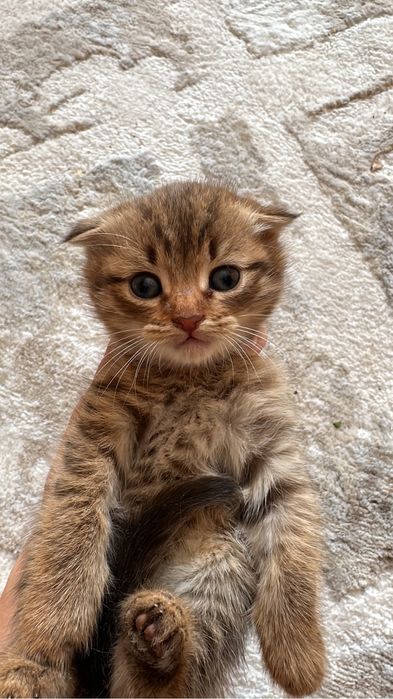 Котенок вислоухии