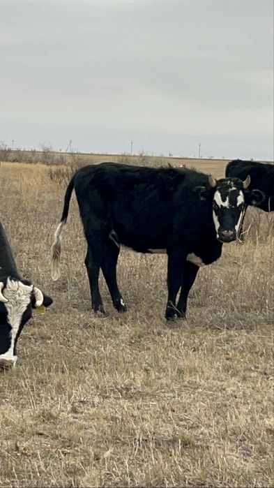 баспак,бузау сатылады .