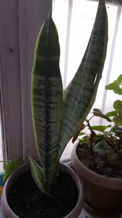 Продам цветы домашние