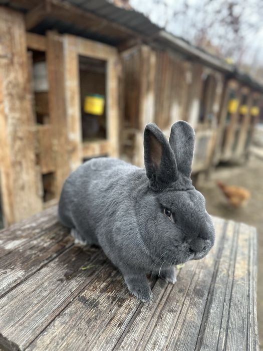 Iepuri albastru vienez