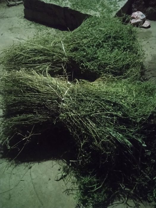 Тез ва арзон нархда беда сотилади, манзил Пешку Тумани Коракалпок МФЙ